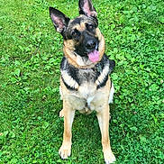 Lady joined the competition — help win amazing prizes! dog, german_shepherd, grass, greenery, outdoor, pet, animal, canine, sitting, tongue_out, ears_up, nature, friendly, playful, collar, summer, leafy, happy, alert, mammal