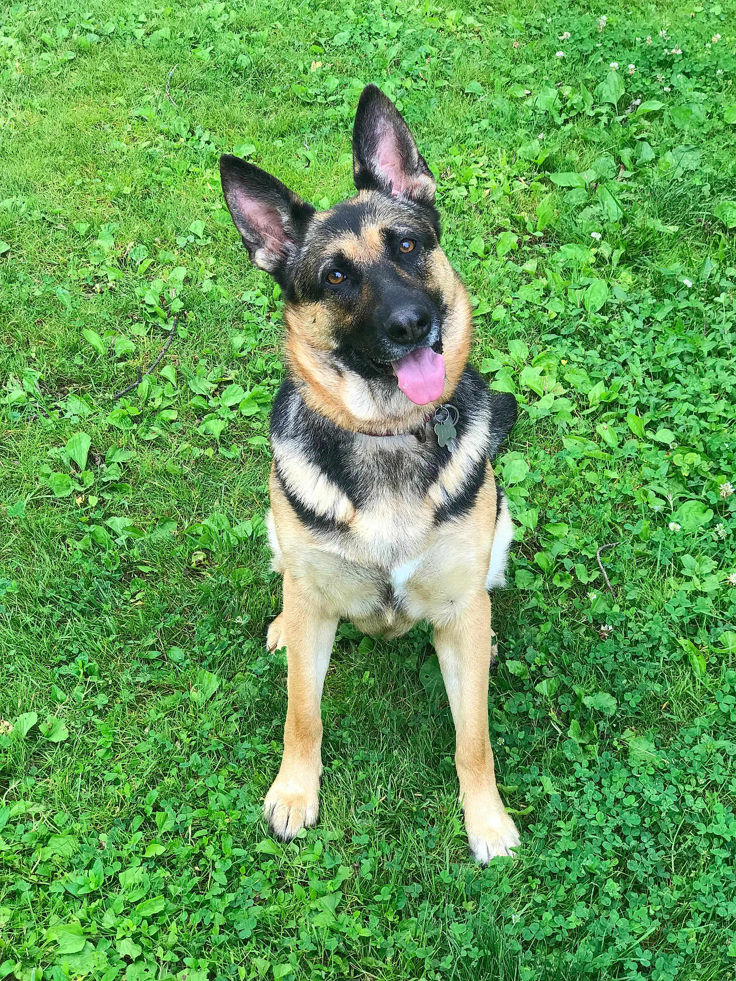 Lady joined the competition — help win amazing prizes! dog, german_shepherd, grass, greenery, outdoor, pet, animal, canine, sitting, tongue_out, ears_up, nature, friendly, playful, collar, summer, leafy, happy, alert, mammal