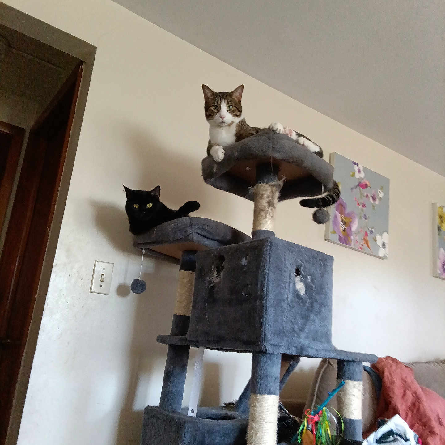 Gizzmo And Lilly is registered to the contest to win money with this photo: animal, black_cat, blanket, cat, cat_tree, cats, couch, cozy, furniture, indoor, living_room, perch, pet_toys, pets, playful, relaxed, scratching_post, tabby_cat, toys, wall_art