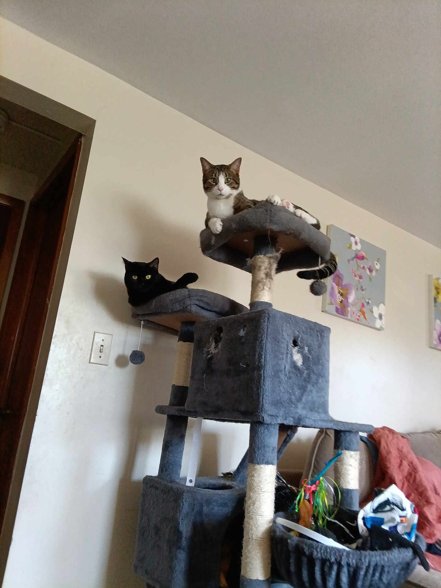 Gizzmo And Lilly is registered to the contest to win money with this photo: animal, black_cat, blanket, cat, cat_tree, cats, couch, cozy, furniture, indoor, living_room, perch, pet_toys, pets, playful, relaxed, scratching_post, tabby_cat, toys, wall_art