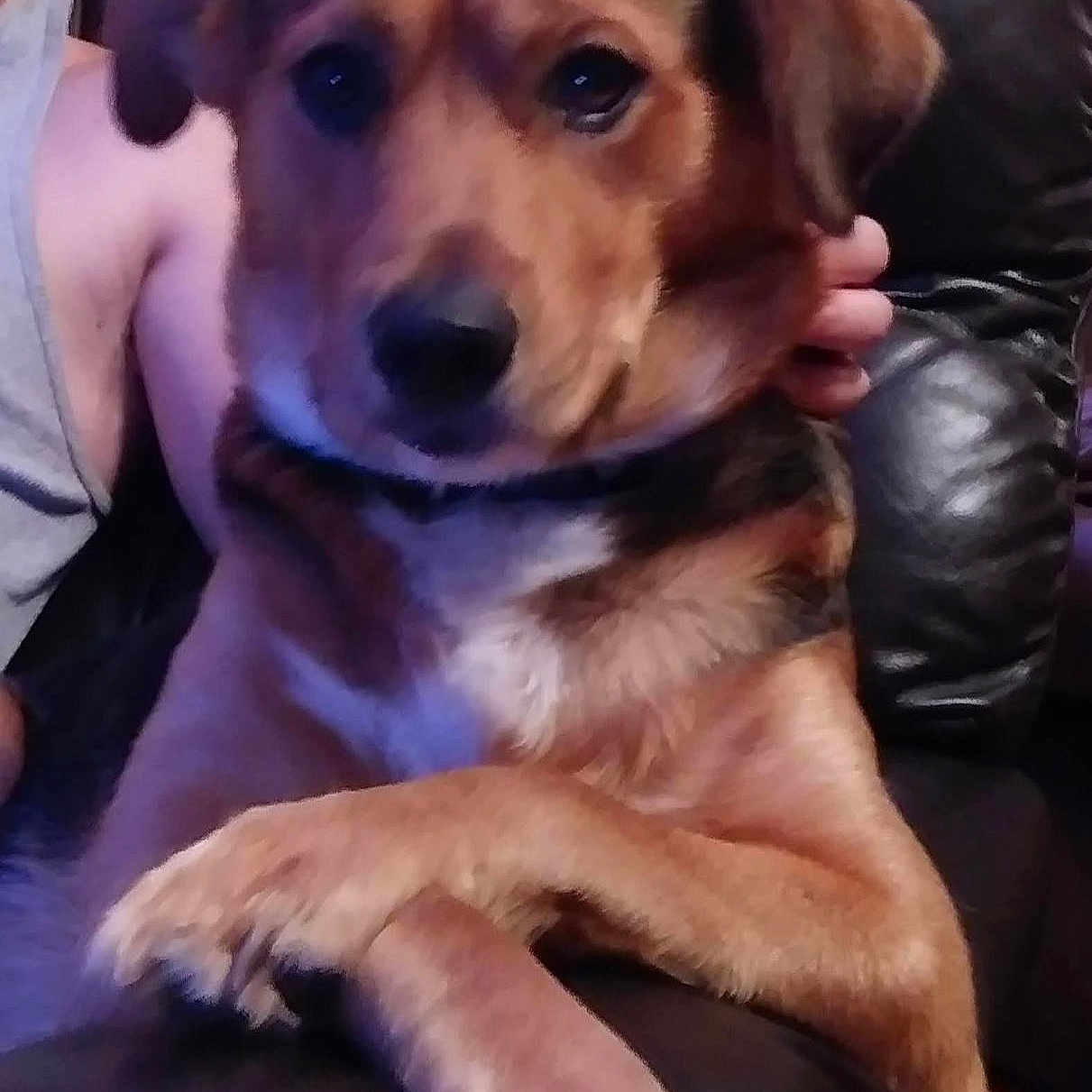 Lil Wayne Einstein joined the competition — help win amazing prizes! animal, arm, brown_fur, canine, closeup, companion, couch, crossed_legs, dog, domestic, friendly, hand, indoor, leather_couch, paw, person, pet, portrait, relaxed, tank_top