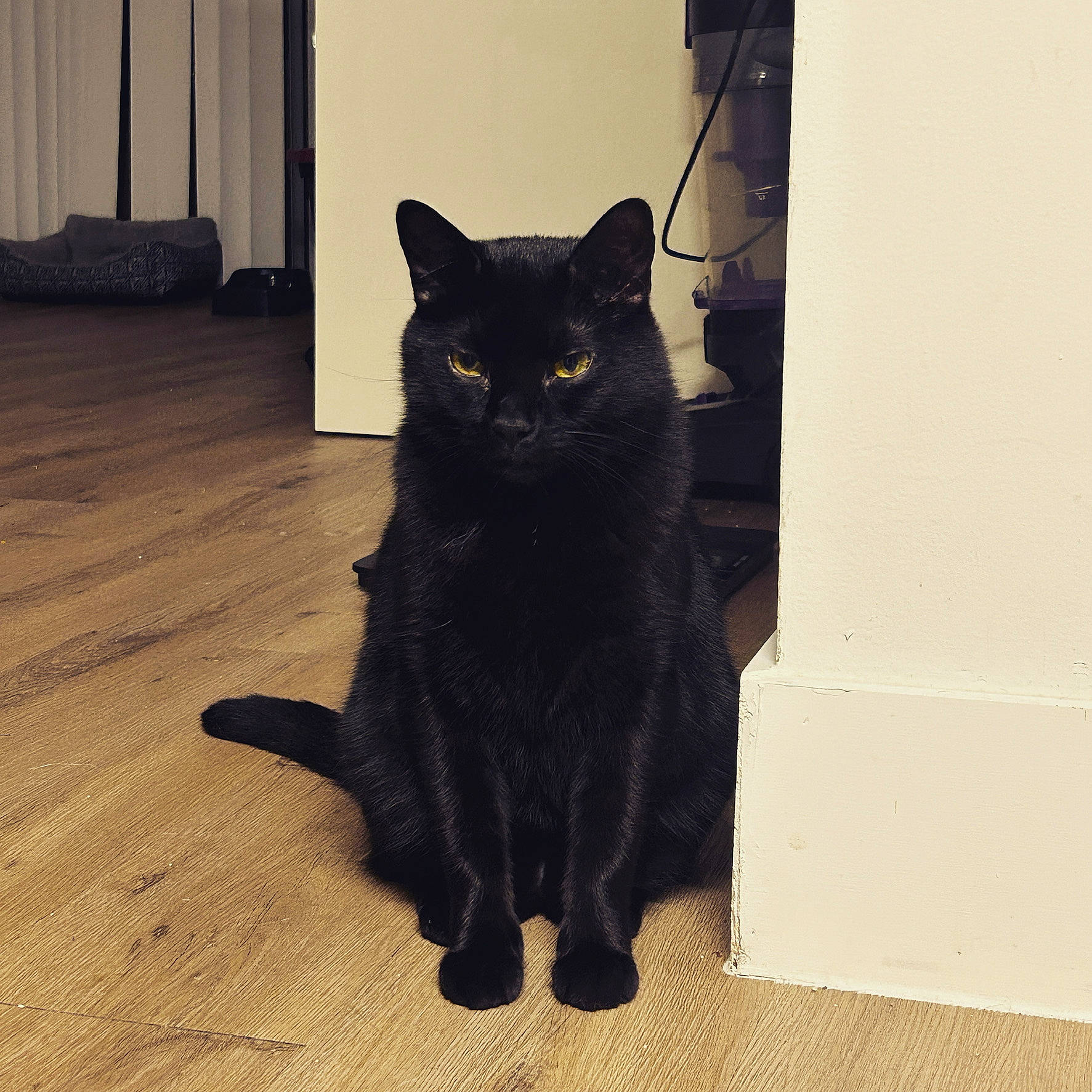 Chaos is registered to the contest to win money with this photo: black_cat, carnivore, cat, domestic_short_haired_cat, door, felidae, floor, flooring, fur, grey, hardwood, small_to_medium_sized_cats, snout, tail, terrestrial_animal, varnish, whiskers, wood, wood_flooring, wood_stain