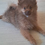 Simba a rejoint le concours — aidez-le/la à gagner de superbes lots ! adorable, animal, brown, canine, companion, curious, cute, dog, domestic_animal, ears, floor, fluffy, fur, indoors, lying_down, pet, puppy, small_dog, wooden_floor, young
