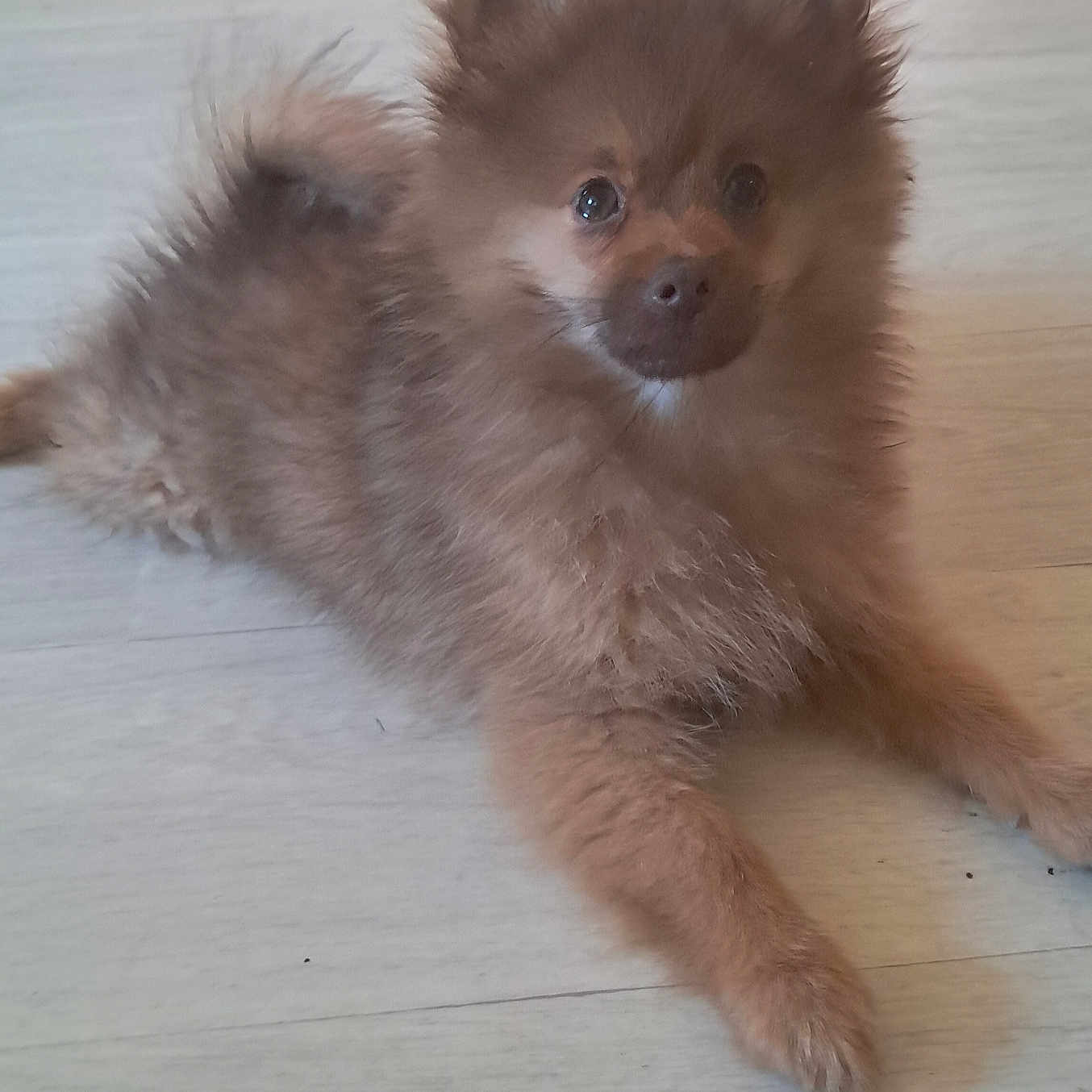 Simba a rejoint le concours — aidez-le/la à gagner de superbes lots ! adorable, animal, brown, canine, companion, curious, cute, dog, domestic_animal, ears, floor, fluffy, fur, indoors, lying_down, pet, puppy, small_dog, wooden_floor, young