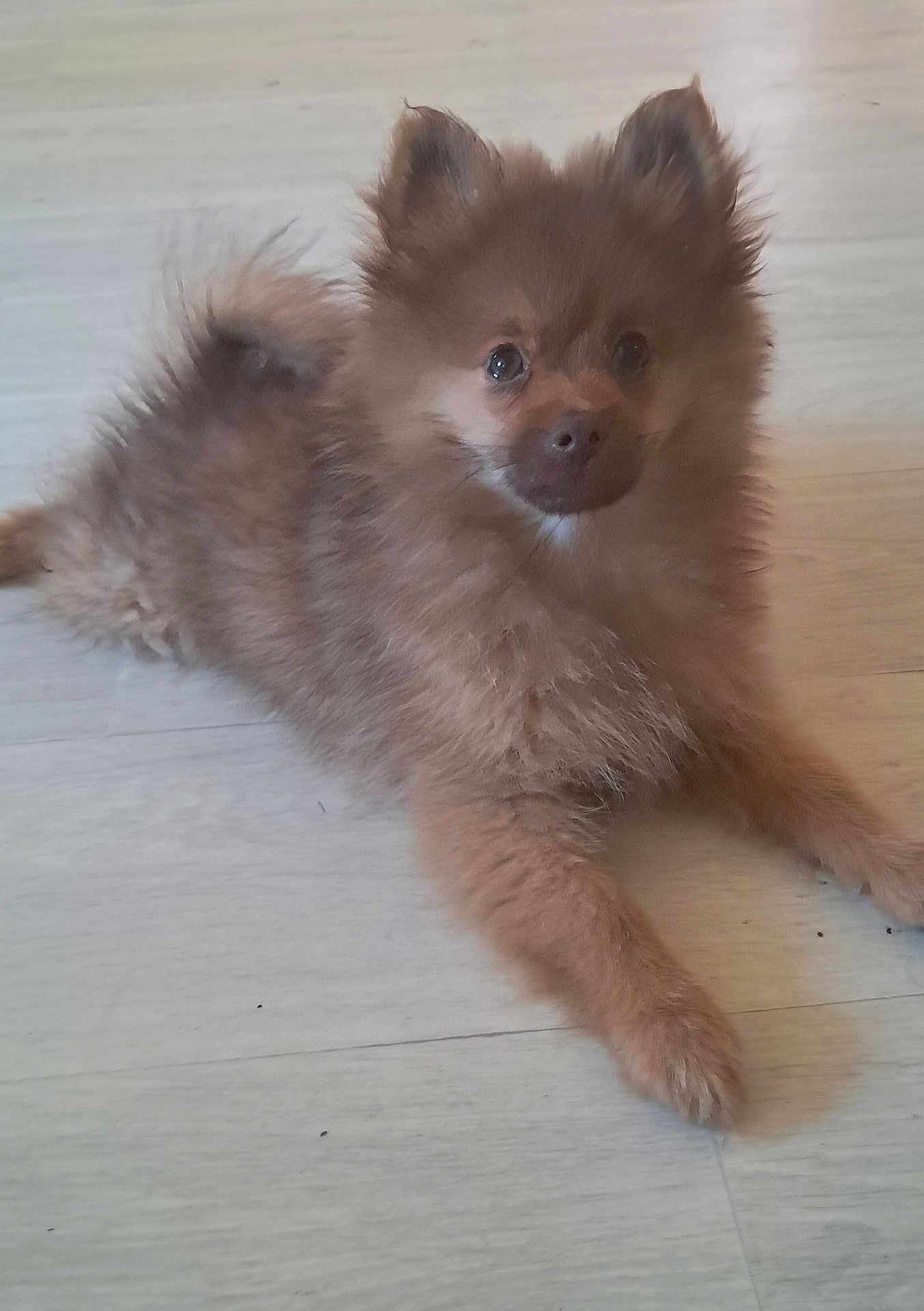 Simba