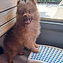 animal, cute, dog, floor, fluffy, front_paws, furry, happy, house, indoor, pet, pomeranian, puppy, small_dog, standing, step_stool, sunlight, tongue_out, window, wooden_wall