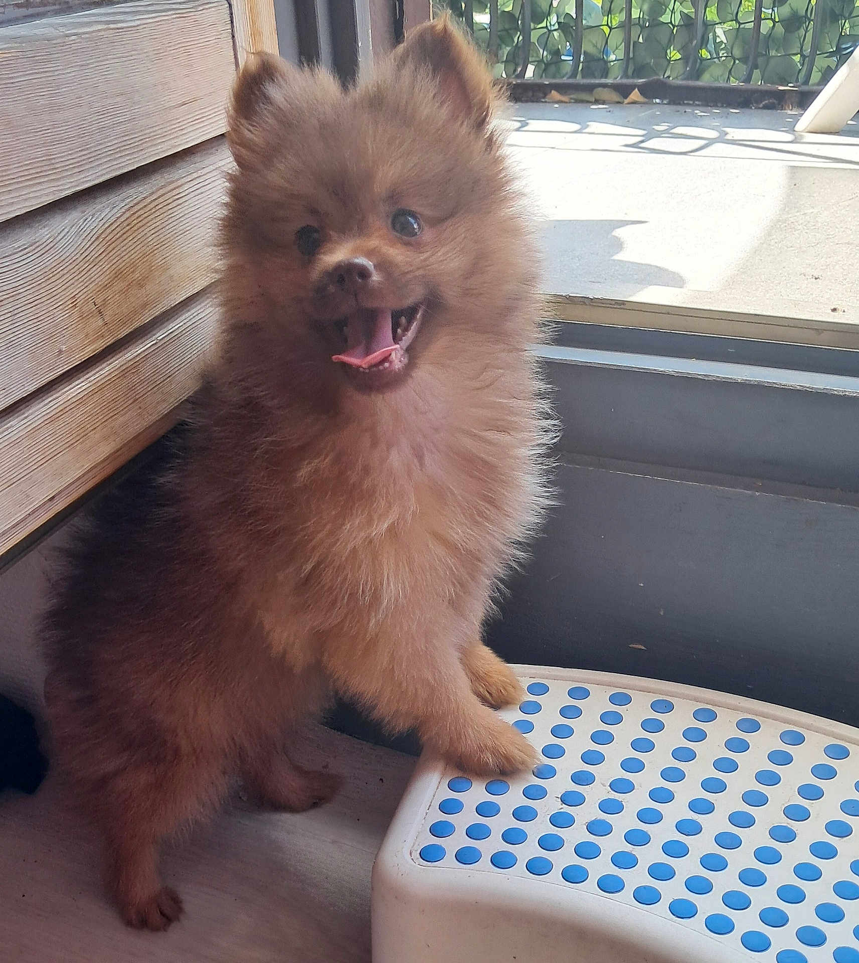 Simba a rejoint le concours — aidez-le/la à gagner de superbes lots ! animal, cute, dog, floor, fluffy, front_paws, furry, happy, house, indoor, pet, pomeranian, puppy, small_dog, standing, step_stool, sunlight, tongue_out, window, wooden_wall