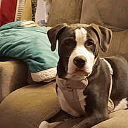 Zuse joined the competition — help win amazing prizes! animal, armchair, black_and_white, blanket, canine, companion, couch, cozy, dog, domestic_animal, ears, four_legs, fur, furniture, home, indoor, pet, relaxing, resting, snout