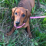 Baïa participe au concours pour gagner de l'argent avec cette photo : dachshund, puppy, dog, grass, greenery, leash, outdoor, pet, animal, canine, nature, sunlight, young, cute, ears, collar, brown, fur, looking_up, playful