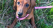 Baïa participe au concours pour gagner de l'argent avec cette photo : animal, brown, canine, collar, cute, dachshund, dog, ears, fur, grass, greenery, leash, looking_up, nature, outdoor, pet, playful, puppy, sunlight, young
