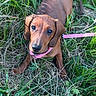 dachshund, puppy, dog, grass, greenery, leash, outdoor, pet, animal, canine, nature, sunlight, young, cute, ears, collar, brown, fur, looking_up, playful