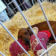 Baïa participe au concours pour gagner de l'argent avec cette photo : animal, brown_dog, cage, cozy, cute, dog, enclosure, fur, home, indoors, nap, pet, pink_toy, puppy, relaxed, resting, sleeping, soft_toy, straw, stuffed_toy