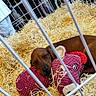 animal, brown_dog, cage, cozy, cute, dog, enclosure, fur, home, indoors, nap, pet, pink_toy, puppy, relaxed, resting, sleeping, soft_toy, straw, stuffed_toy