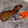 Baïa participe au concours pour gagner de l'argent avec cette photo : animal, bedroom, brown_dog, canine, companion, cozy, cute, dachshund, dog, domestic_animal, floor, fluffy, fur, indoor, pet_bed, relaxing, resting, rope_toy, sleeping, toy