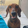 dog, dachshund, pet, smiling, outdoor, patio, tile_floor, brown_dog, closeup, looking_up, happy, animal, canine, ears, snout, friendly, domestic_animal, chair, human_leg, beaded_bracelet