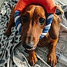 dog, dachshund, pet, bed, plush_hat, toy, brown_dog, indoor, animal_face, patterned_bedspread, curious, cute, small_dog, fur, ears, paws, looking_up, soft_light, resting, cozy