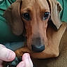 Baïa participe au concours pour gagner de l'argent avec cette photo : animal, brown, canine, close_up, comfort, cute, dachshund, dog, ears, face, fur, hand, human, indoor, looking_at_camera, paw, pet, portrait, resting, skin