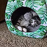 cat, kitten, gray_cat, white_paws, fluffy, cute, sleeping, lounging, upside_down, pet_bed, cat_tent, leaf_pattern, tropical, green, gray, pink_nose, paws, indoor, carpet, cozy