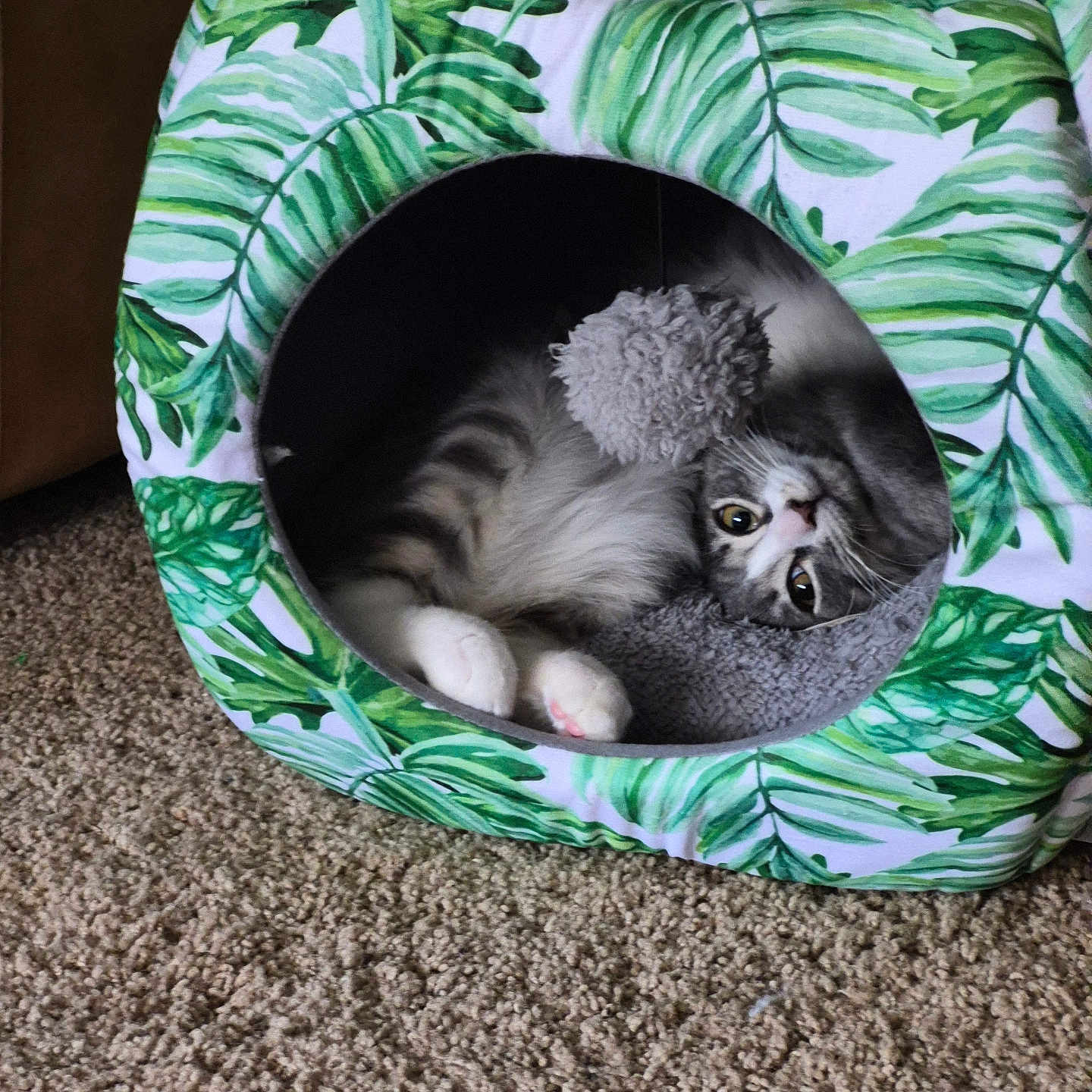 Peanut is registered to the contest to win money with this photo: cat, kitten, gray_cat, white_paws, fluffy, cute, sleeping, lounging, upside_down, pet_bed, cat_tent, leaf_pattern, tropical, green, gray, pink_nose, paws, indoor, carpet, cozy