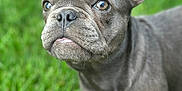 Georgia joined the competition — help win amazing prizes! animal, canine, close_up, cute, dog, ears, eyes, french_bulldog, fur, grass, green, nature, nose, outdoor, pet, portrait, puppy, snout, tongue, young