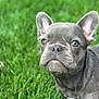 Georgia is registered to the contest to win money with this photo: animal, canine, close_up, cute, dog, ears, french_bulldog, fur, grass, green, looking, muzzle, nature, outdoor, pet, portrait, puppy, small_dog, snout, young