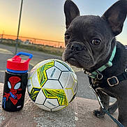 Georgia joined the competition — help win amazing prizes! animal, blurred_background, child, dog, evening, fence, french_bulldog, harness, leash, outdoor, person, pet, play, side_view, sky, soccer_ball, stone_surface, sunset, toy, water_bottle