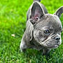 Georgia joined the competition — help win amazing prizes! animal, background_blur, brown_eyes, close_up, cute, dog, ears, french_bulldog, fur, grass, green, muzzle, nature, nose, outdoor, pet, puppy, snout, walking, young