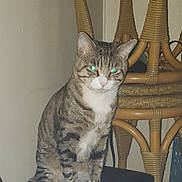 Machito is registered to the contest to win money with this photo: animal, cat, corner, curious, domestic, feline, flash, furniture, glowing_eyes, household, indoor, mammal, pet, resting, shadow, sitting, stool, tabby, wall, wicker