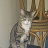 animal, cat, corner, curious, domestic, feline, flash, furniture, glowing_eyes, household, indoor, mammal, pet, resting, shadow, sitting, stool, tabby, wall, wicker