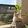 Shiro a rejoint le concours — aidez-le/la à gagner de superbes lots ! cat, white_cat, plant, potted_plant, balcony, outdoor, sunlight, green_leaves, table, pot, nature, scenic, landscape, fur, animal, pet, curious, window, daytime, shadow