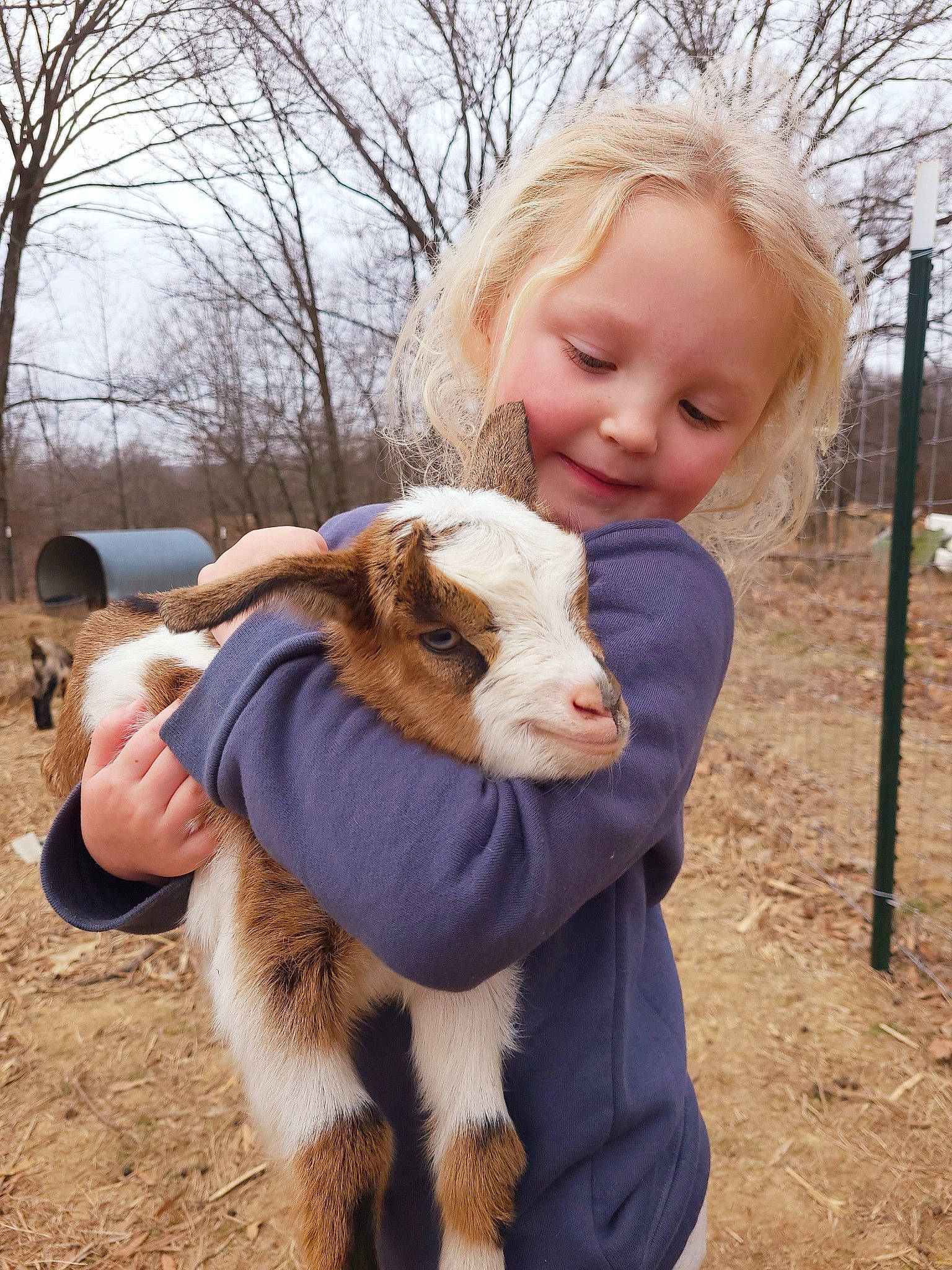 Presley is registered to the contest to win money with this photo: blond, companion_dog, dog_breed, eye, fawn, fun, fur, goat, goats, grass, hair, happy, joy, livestock, person, rabbit, sky, smile, snout, tail