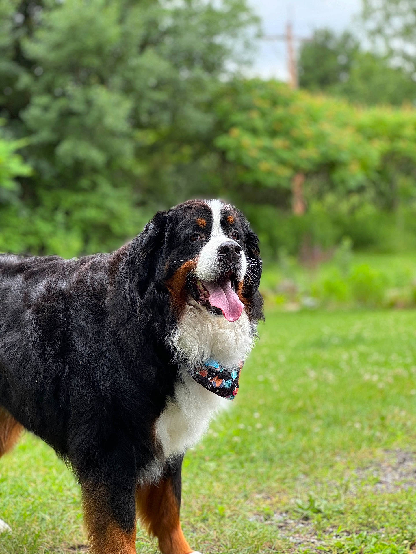 Bear is registered to the contest to win money with this photo: accessories, animal, appenzeller, bodypart, canine, cockerspaniel, dog, field, grass, grassland, lawn, nature, outdoors, park, pet, plant, puppy, strap, tree, vegetation