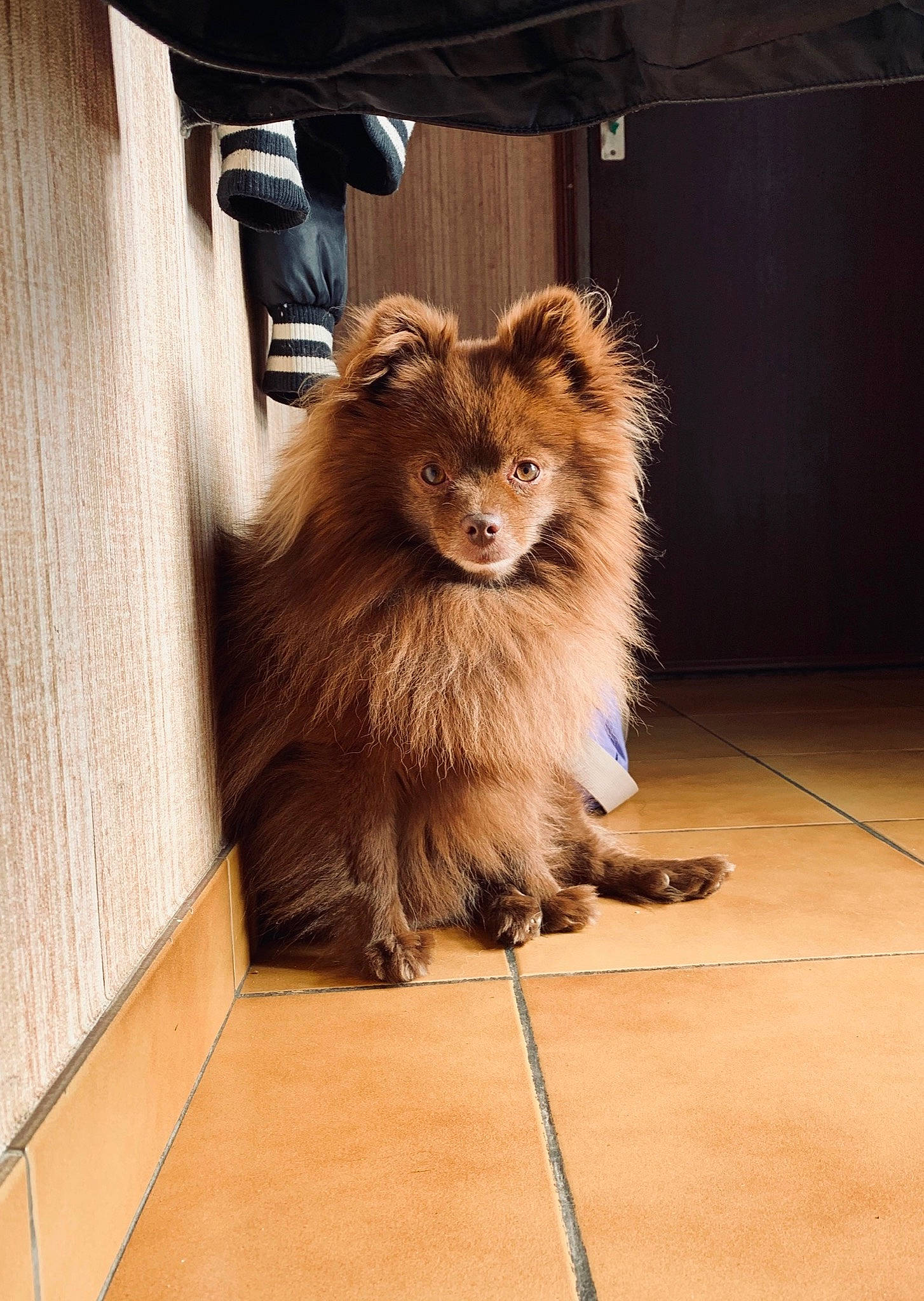 Keith participe au concours pour gagner de l'argent avec cette photo : canidae, carnivore, claw, companion_dog, dog_breed, fawn, felidae, flooring, fur, german_spitz, hardwood, small_to_medium_sized_cats, snout, spitz, sporting_group, tail, terrestrial_animal, whiskers, wildlife, wood