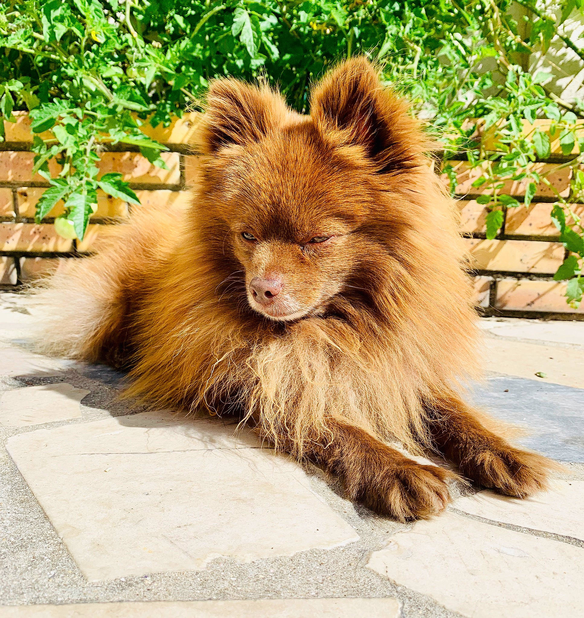 Keith a rejoint le concours — aidez-le/la à gagner de superbes lots ! big_cats, canidae, carnivore, claw, companion_dog, dog_breed, fawn, felidae, fur, lion, liver, mammal, masai_lion, paw, plant, snout, tail, terrestrial_animal, whiskers, wildlife