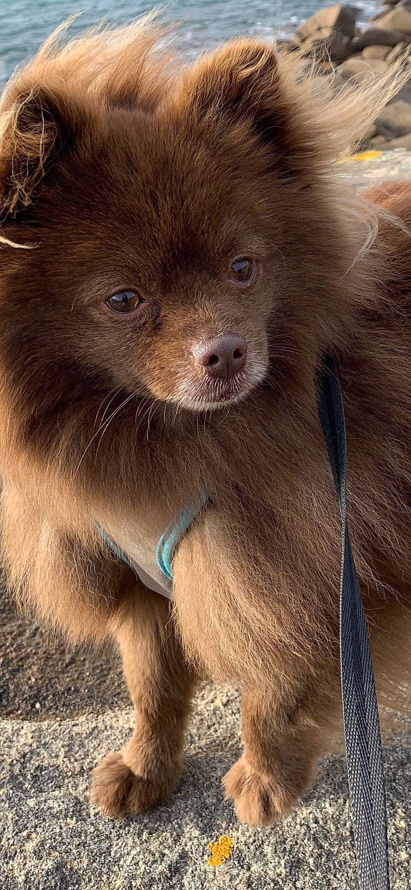 Keith participe au concours pour gagner de l'argent avec cette photo : canidae, carnivore, collar, companion_dog, dog, dog_breed, fawn, fur, liver, snout, sporting_group, terrestrial_animal, whiskers, working_animal