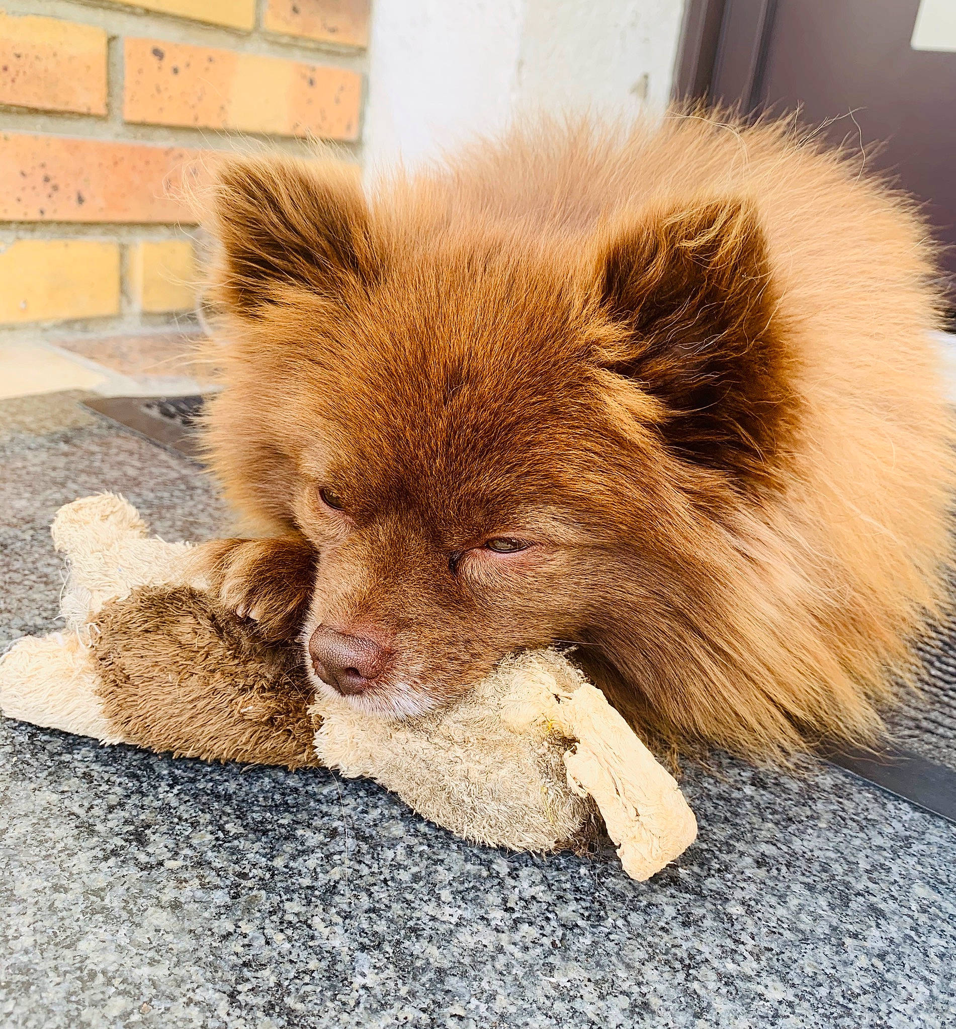 Keith participe au concours pour gagner de l'argent avec cette photo : canidae, canis, carnivore, companion_dog, dog, dog_breed, fawn, fur, non_sporting_group, road_surface, snout, sporting_group, tail, terrestrial_animal, whiskers, wildlife, working_animal