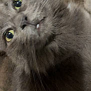 Violet is registered to the contest to win money with this photo: cat, gray_fur, close_up, yellow_eyes, whiskers, pet, animal, feline, curious, indoor, soft_fur, mammal, portrait, cute, face, looking, fluffy, nose, eyes