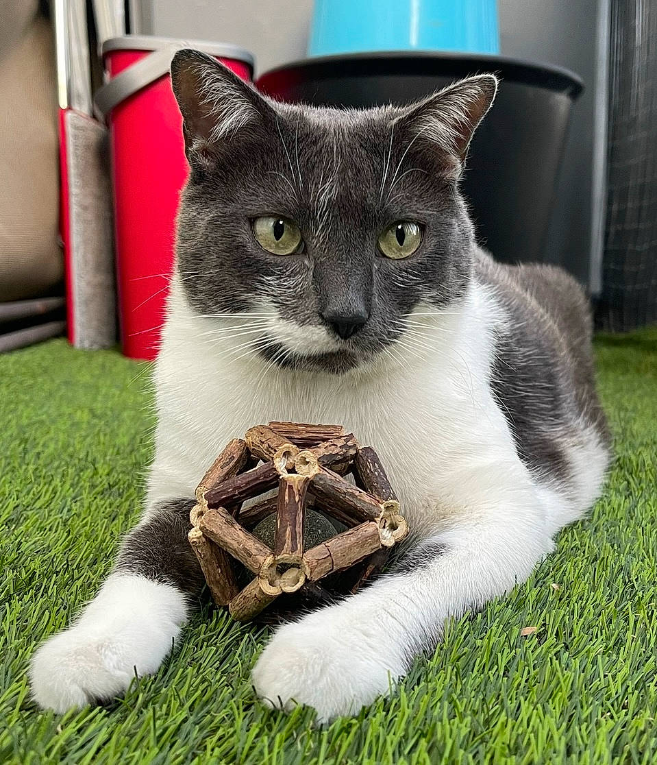 Granola participe au concours pour gagner de l'argent avec cette photo : carnivore, cat, cat_furniture, cat_supply, collar, domestic_short_haired_cat, felidae, foot, fur, grass, paw, pet_supply, plant, sitting, small_to_medium_sized_cats, snout, tail, vertebrate, whiskers, window