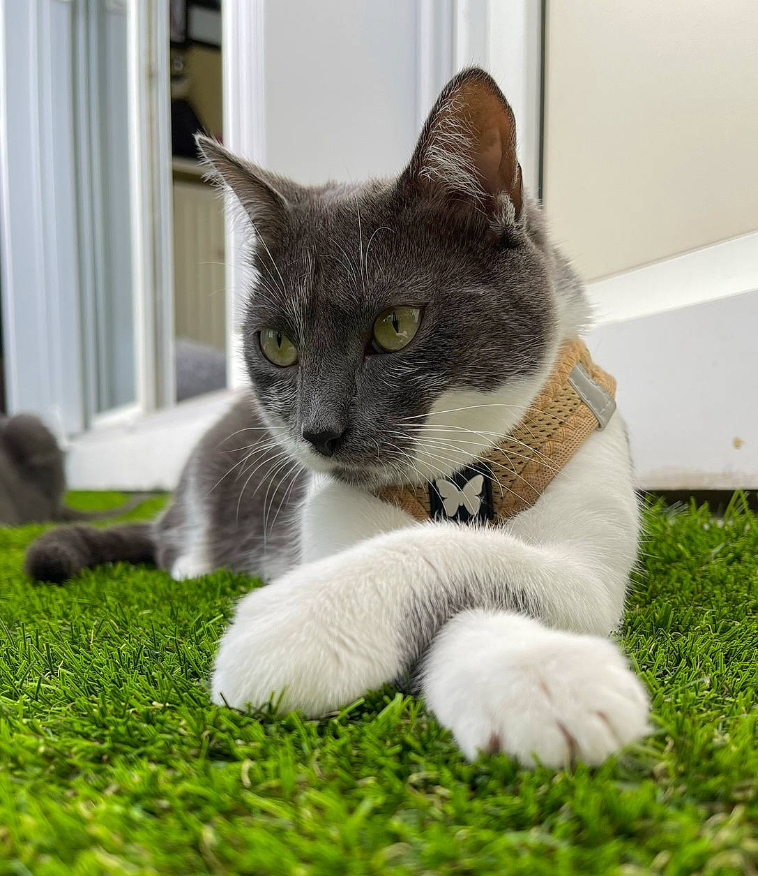 Granola participe au concours pour gagner de l'argent avec cette photo : carnivore, cat, cat_supply, claw, domestic_short_haired_cat, felidae, fur, grass, herb, paw, pet_supply, plant, sitting, small_to_medium_sized_cats, snout, tail, terrestrial_animal, whiskers, window