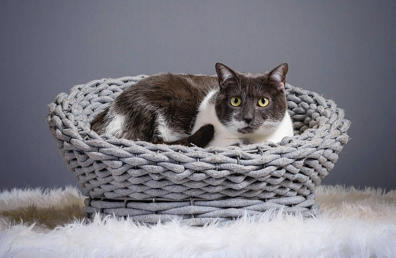 Granola participe au concours pour gagner de l'argent avec cette photo : basket, carnivore, cat, cat_furniture, comfort, domestic_short_haired_cat, eye, felidae, fur, grass, grey, monochrome, monochrome_photography, small_to_medium_sized_cats, snout, still_life_photography, tail, terrestrial_animal, whiskers, wood