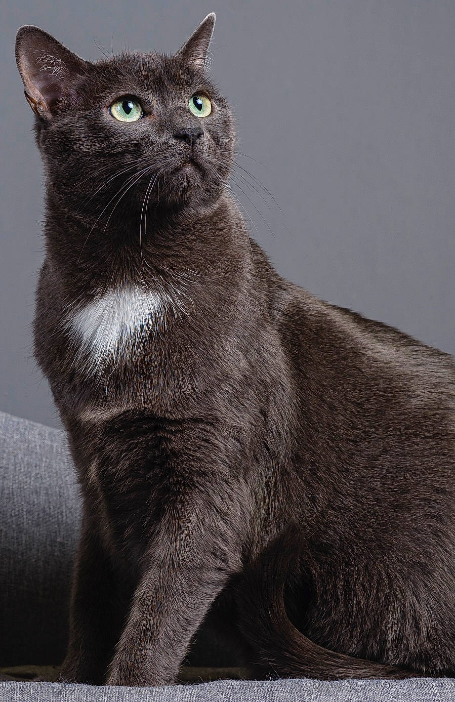 Nestlé participe au concours pour gagner de l'argent avec cette photo : bombay, carnivore, cat, domestic_short_haired_cat, felidae, fur, grey, monochrome, monochrome_photography, sitting, small_to_medium_sized_cats, snout, tail, terrestrial_animal, whiskers, window