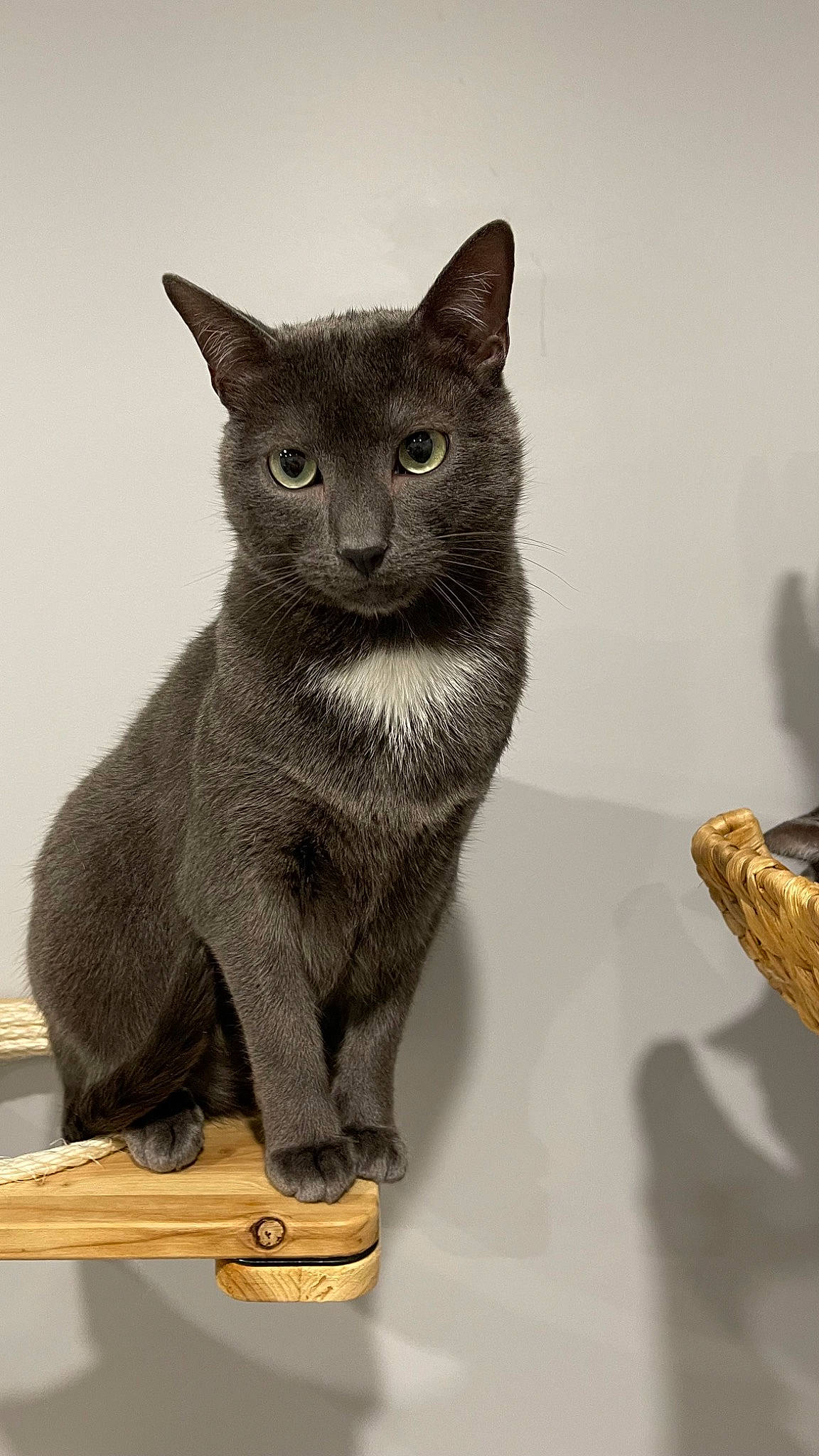 Nestlé a rejoint le concours — aidez-le/la à gagner de superbes lots ! art, carnivore, cat, cat_supply, claw, domestic_short_haired_cat, felidae, fur, grey, russian_blue, sculpture, small_to_medium_sized_cats, tail, terrestrial_animal, whiskers