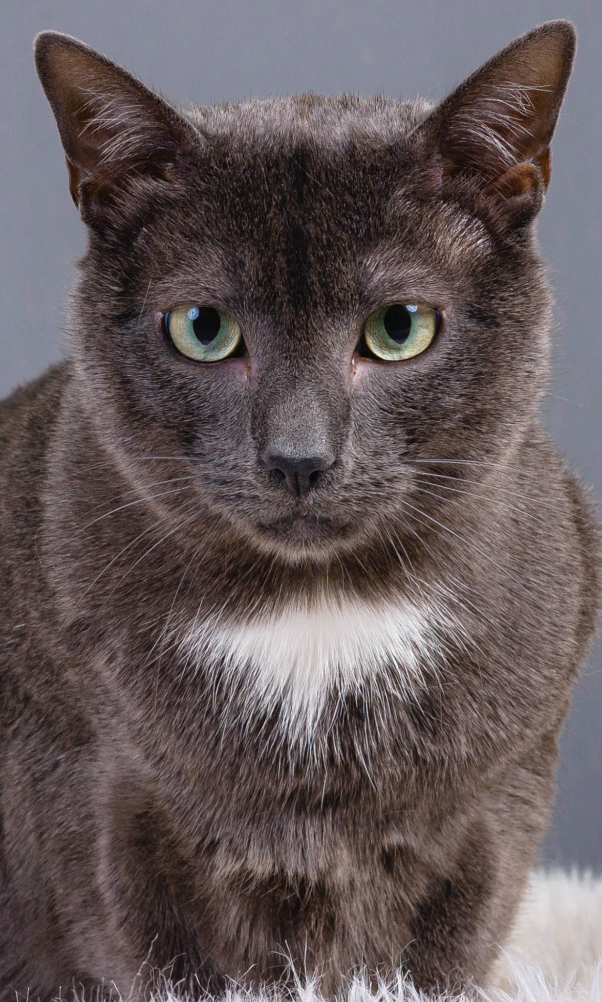 Nestlé a rejoint le concours — aidez-le/la à gagner de superbes lots ! carnivore, cat, close_up, domestic_short_haired_cat, felidae, fur, grey, head, russian_blue, small_to_medium_sized_cats, snout, terrestrial_animal, whiskers, wildlife