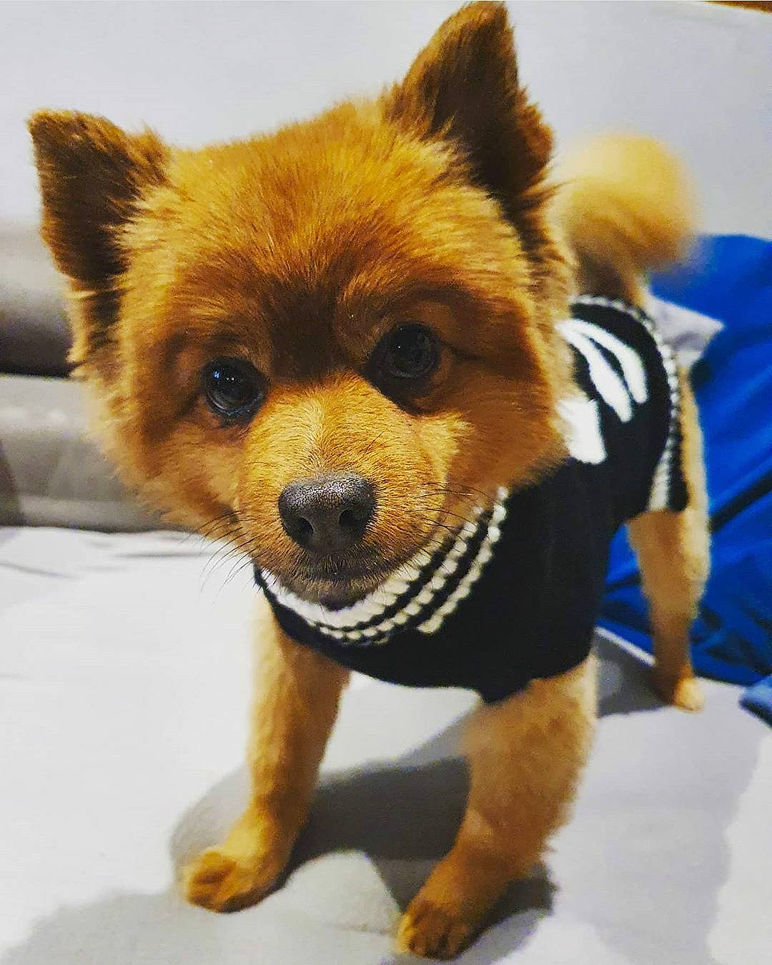 Douglas participe au concours pour gagner de l'argent avec cette photo : canidae, carnivore, companion_dog, dog, dog_breed, dog_clothes, fur, german_spitz_mittel, mammal, non_sporting_group, pomeranian, puppy, rare_breed_dog, snout, spitz, toy_dog, vertebrate