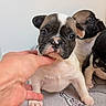 adorable, animal, blanket, charming, cute, dog, ears, french_bulldog, fur, hand, indoor, looking, paw, pet, portrait, puppy, small, snout, three, young
