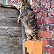 Salsa participe au concours pour gagner de l'argent avec cette photo : cat, tabby_cat, brick_wall, wooden_fence, orange_box, potted_plant, outdoor, curious, standing, plant, container, pet, animal, vertical, nature, daylight, close_up, texture, wall, garden