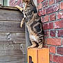 cat, tabby_cat, brick_wall, wooden_fence, orange_box, potted_plant, outdoor, curious, standing, plant, container, pet, animal, vertical, nature, daylight, close_up, texture, wall, garden