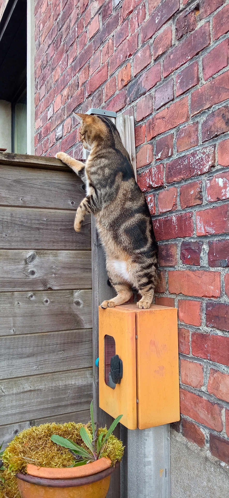 Salsa participe au concours pour gagner de l'argent avec cette photo : cat, tabby_cat, brick_wall, wooden_fence, orange_box, potted_plant, outdoor, curious, standing, plant, container, pet, animal, vertical, nature, daylight, close_up, texture, wall, garden