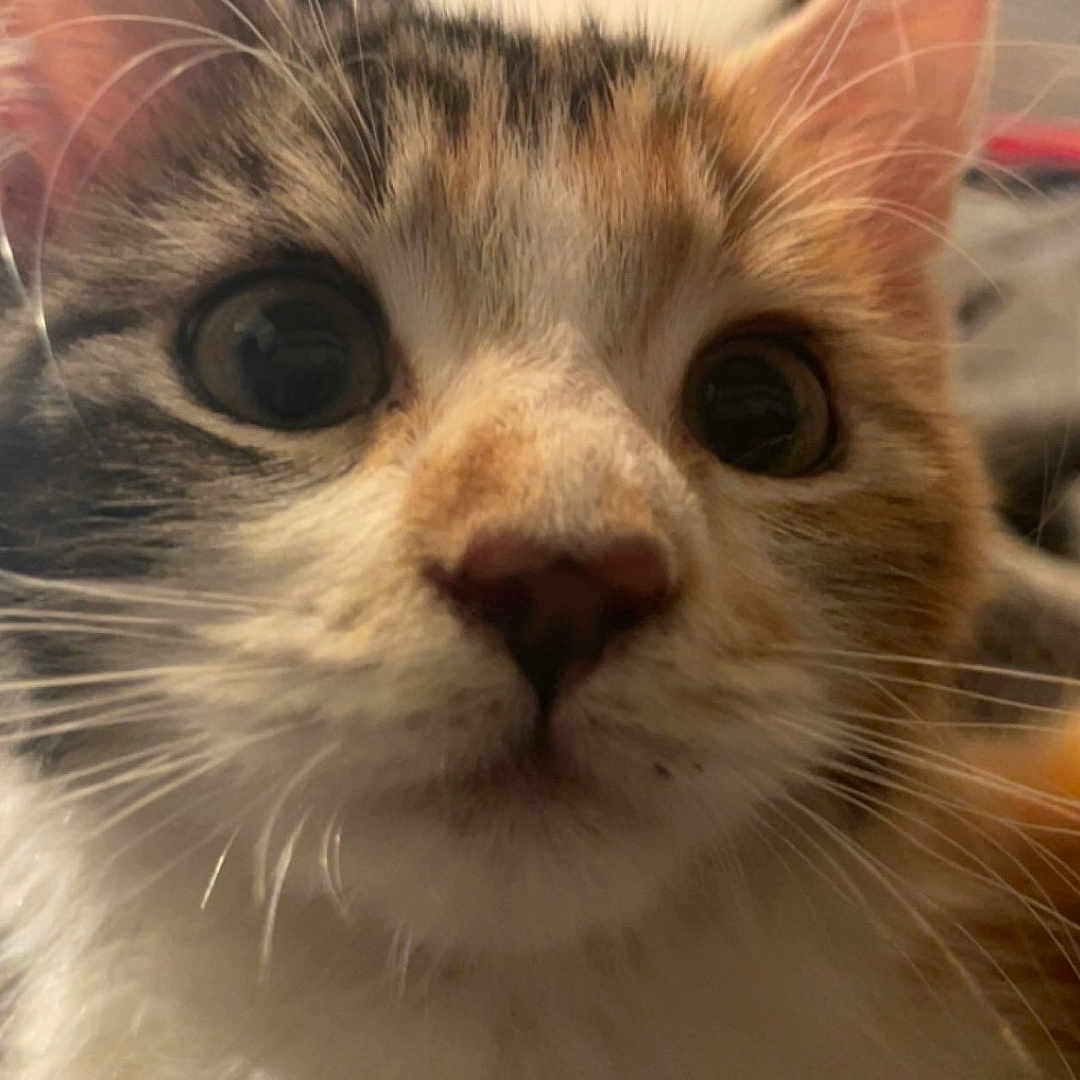 Stinky Butt is registered to the contest to win money with this photo: animal, cat, close_up, closeup, curious, cute, domestic_animal, face, feline, fur, indoor, kitten, mammal, nose, pet, portrait, soft, whiskers, wide_eyes, young