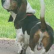Fred is registered to the contest to win money with this photo: dog, basset_hound, outdoor, grass, tail, ears, pet, canine, walking, animal, fur, nature, mammal, side_view, short_legs, white, brown, black, collar, path